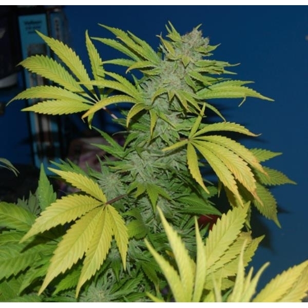 G13 x Skunk (Mr. Nice) regulérní