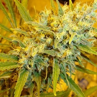 Critical Haze (Mr. Nice) regul&eacute;rn&iacute;