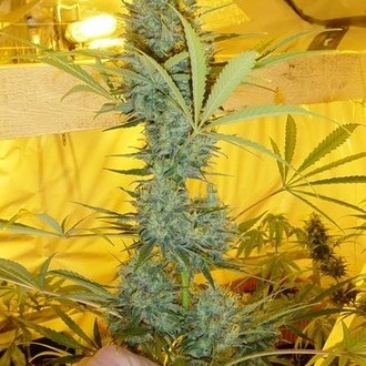 Critical Haze (Mr. Nice) regulérní