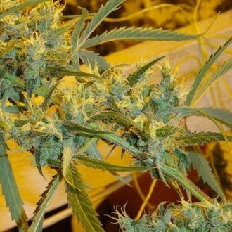 Critical Haze (Mr. Nice) regulérní