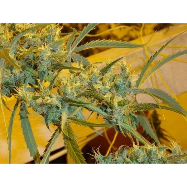 Critical Haze (Mr. Nice) regulérní