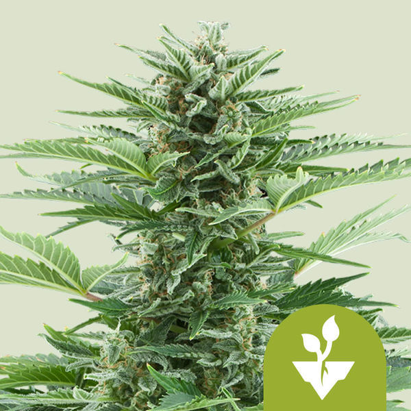 Easy Bud Samonakvétací (Royal Queen Seeds) feminizovaná