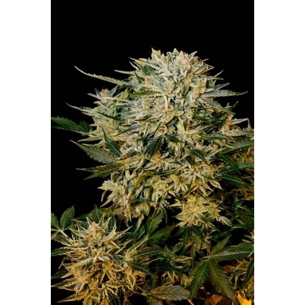 Sugar Gom (Grass-O-Matic) feminizovaná