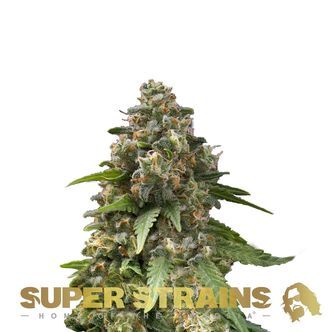 Enemy Of The State (Super Strains) feminizovan&aacute;