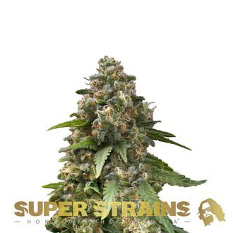 Enemy Of The State (Super Strains) feminizovan&aacute;