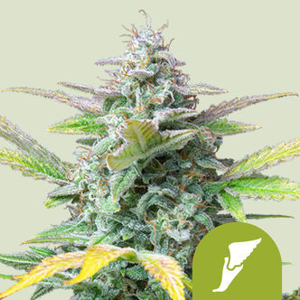 Quick One Samonakv&eacute;tac&iacute; (Royal Queen Seeds) feminizovan&aacute;