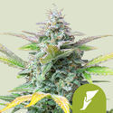 Quick One Samonakvétací (Royal Queen Seeds) feminizovaná