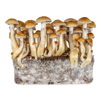 Thajská stříkačka s tekutou kulturou (Acid Shroomz)