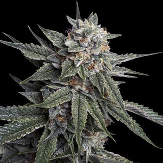 Holy Grail Kush (DNA Genetics) feminizovan&aacute;