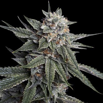 Holy Grail Kush (DNA Genetics) feminizovan&aacute;