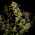 Guava Auto (FastBuds) feminizovaná