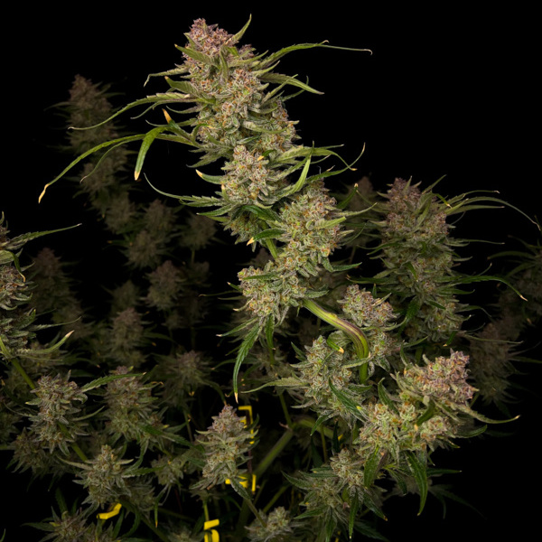 Guava Auto (FastBuds) feminizovaná