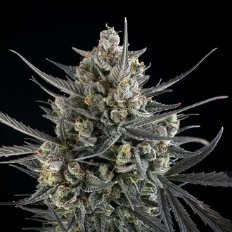 Pound Cake Auto (FastBuds) feminizovaná