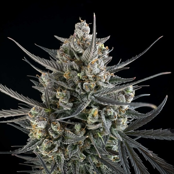 Pound Cake Auto (FastBuds) feminizovaná