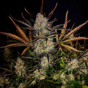 Apple Strudel Auto (FastBuds) feminizovaná