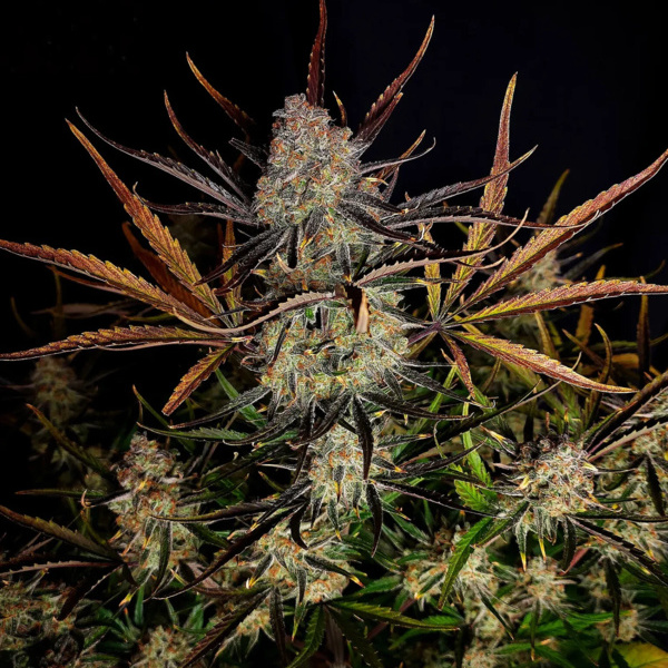 Apple Strudel Auto (FastBuds) feminizovaná