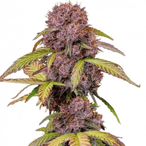 Lemon Cherry Cookies Samonakvétací (FastBuds) Feminizovaná