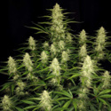 Papaya Cookies Samonakvétací (FastBuds) feminizovaná