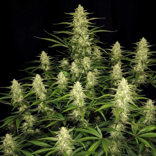 Papaya Cookies Samonakvétací (FastBuds) feminizovaná