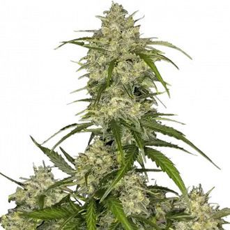 Sour Jealousy Samonakv&eacute;tac&iacute; (FastBuds) feminizovan&aacute;