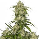 Sour Jealousy Samonakvétací (FastBuds) feminizovaná