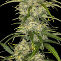 Sour Jealousy Samonakvétací (FastBuds) feminizovaná