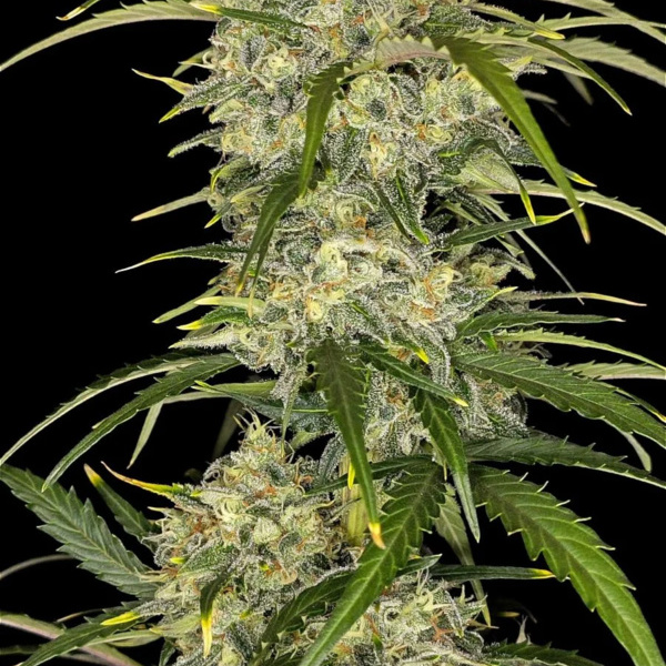 Sour Jealousy Samonakvétací (FastBuds) feminizovaná
