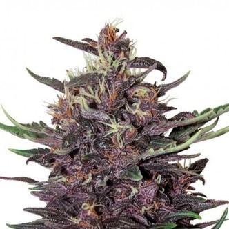 Purple Kush Auto (Buddha Seeds) feminizovan&aacute;