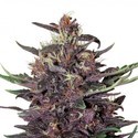 Purple Kush Auto (Buddha Seeds) feminizovaná