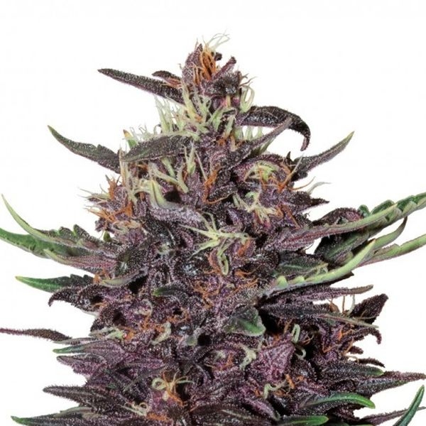 Purple Kush Auto (Buddha Seeds) feminizovaná