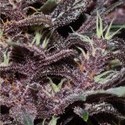 Purple Kush Auto (Buddha Seeds) feminizovaná