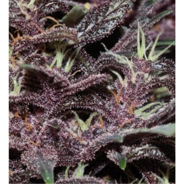 Purple Kush Auto (Buddha Seeds) feminizovaná