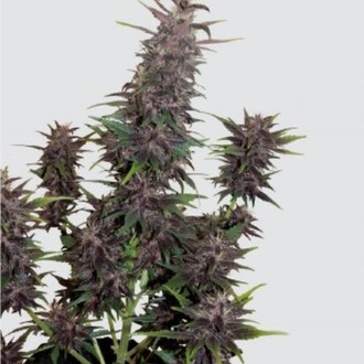 Purple Kush Auto (Buddha Seeds) feminizovaná
