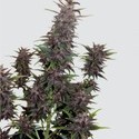Purple Kush Auto (Buddha Seeds) feminizovaná