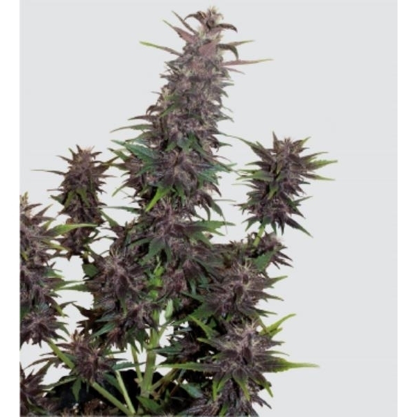 Purple Kush Auto (Buddha Seeds) feminizovaná