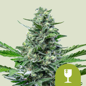 Royal Critical Samonakv&eacute;tac&iacute; (Royal Queen Seeds) feminizovan&aacute;