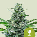 Royal Critical Samonakvétací (Royal Queen Seeds) feminizovaná