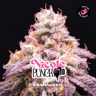Nicole Punch (BSF Seeds) Feminizovan&aacute;