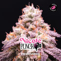 Nicole Punch (BSF Seeds) Feminizovaná