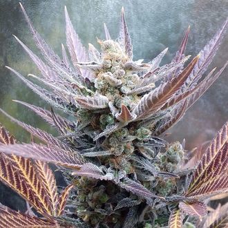 Cherry Cookies (Pure Instinto) feminizovan&aacute;