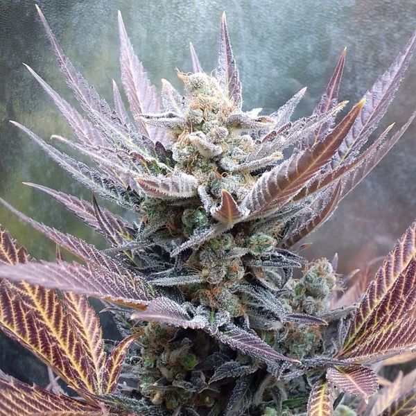 Cherry Cookies (Pure Instinto) feminizovaná