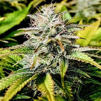 Grateful End OG (Pure Instinto) feminizovan&aacute;