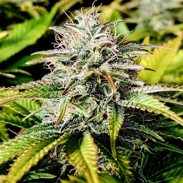 Grateful End OG (Pure Instinto) feminizovaná