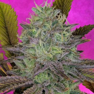 King's Banner (Pure Instinto) feminizovan&aacute;