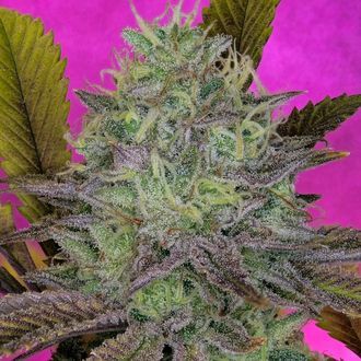 King's Banner (Pure Instinto) feminizovan&aacute;