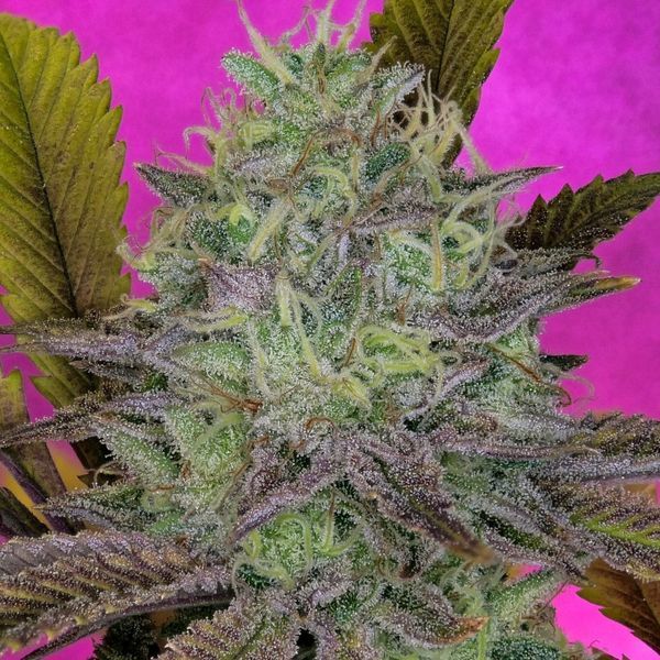 King's Banner (Pure Instinto) feminizovaná