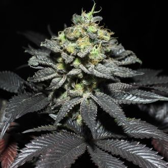 Su&scaron;enky Peanut Butter (Pure Instinto) feminizovan&eacute;