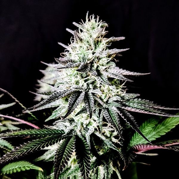 Pure Ice-Cream (Pure Instinto) feminizovaná