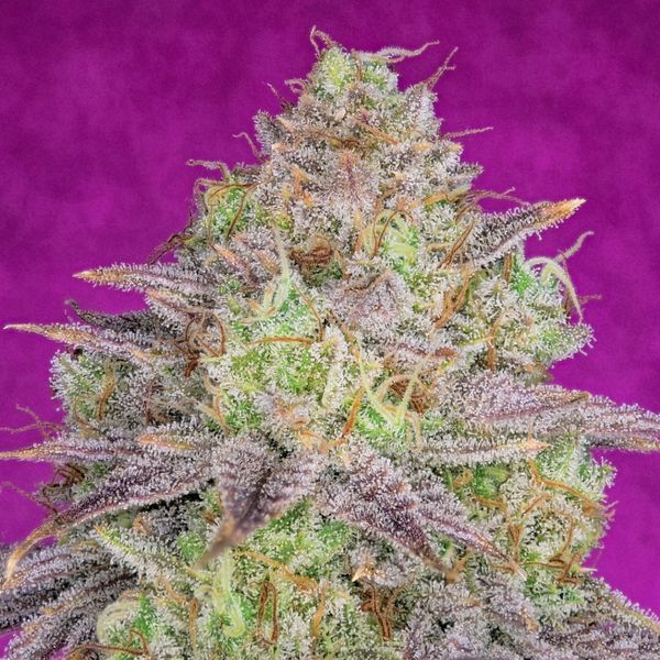 Shiskaberry (Pure Instinto) feminizovaná