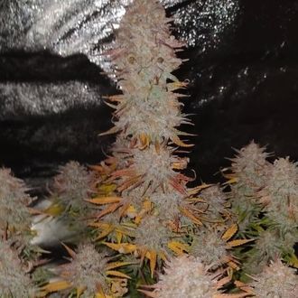 Sticky Gorilla 4 (Pure Instinto) feminizovan&aacute;